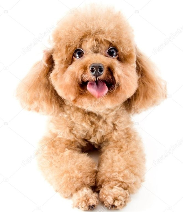 Toy Poodle Cinsi Köpeklerin Özlellikleri